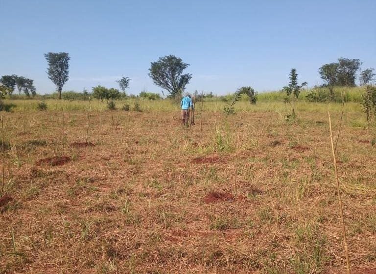  Prefeitura de Sumaré segue com plantio de novas mudas de árvores no Horto Florestal